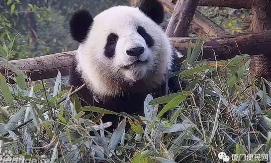 大熊貓